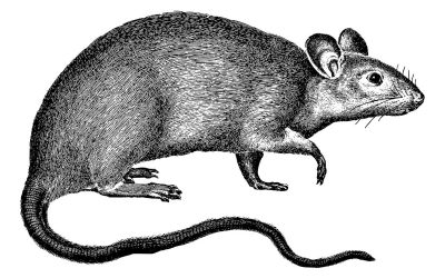 Diseases Spread by Rats and Mice to Humans and Pets