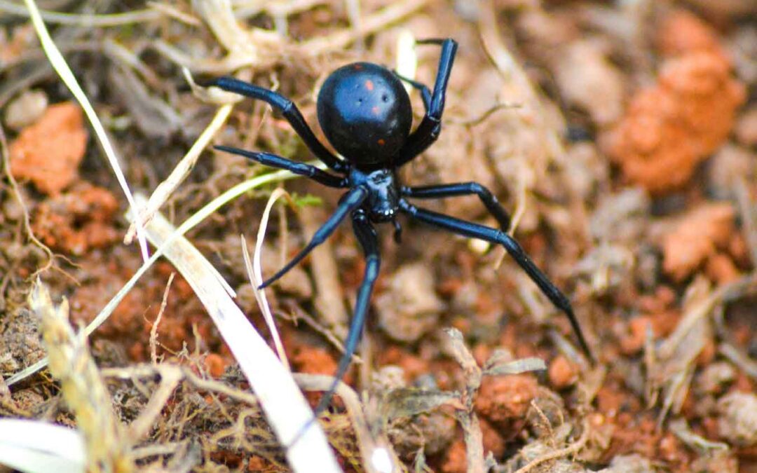 Spiders: Nature’s Pest Control and What They Mean for Your Home