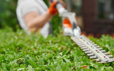 Landscaping Tips and Preventing Pest Infestations