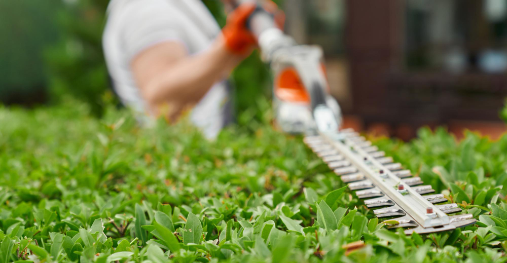 Landscaping Tips and Preventing Pest Infestations