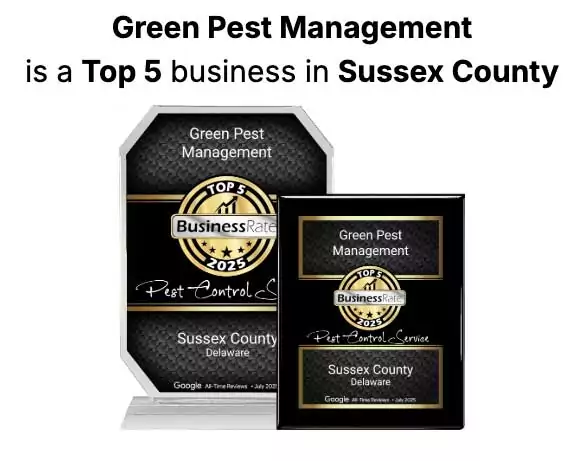 Green Pest Management Top 5 Business in Sussex County DE