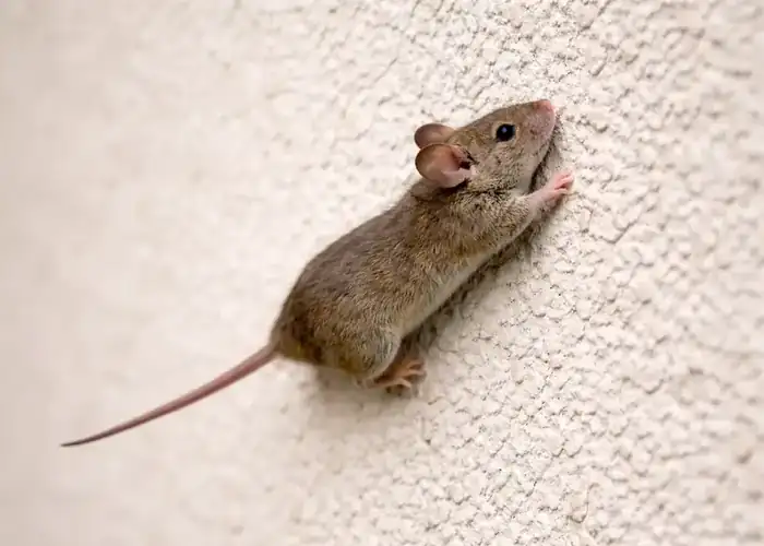 Mouse climbing a wall, illustrating how rodents can easily enter homes and become difficult to eliminate during an infestation