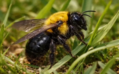Getting Rid of Carpenter Bees: What They Mean for Your Property