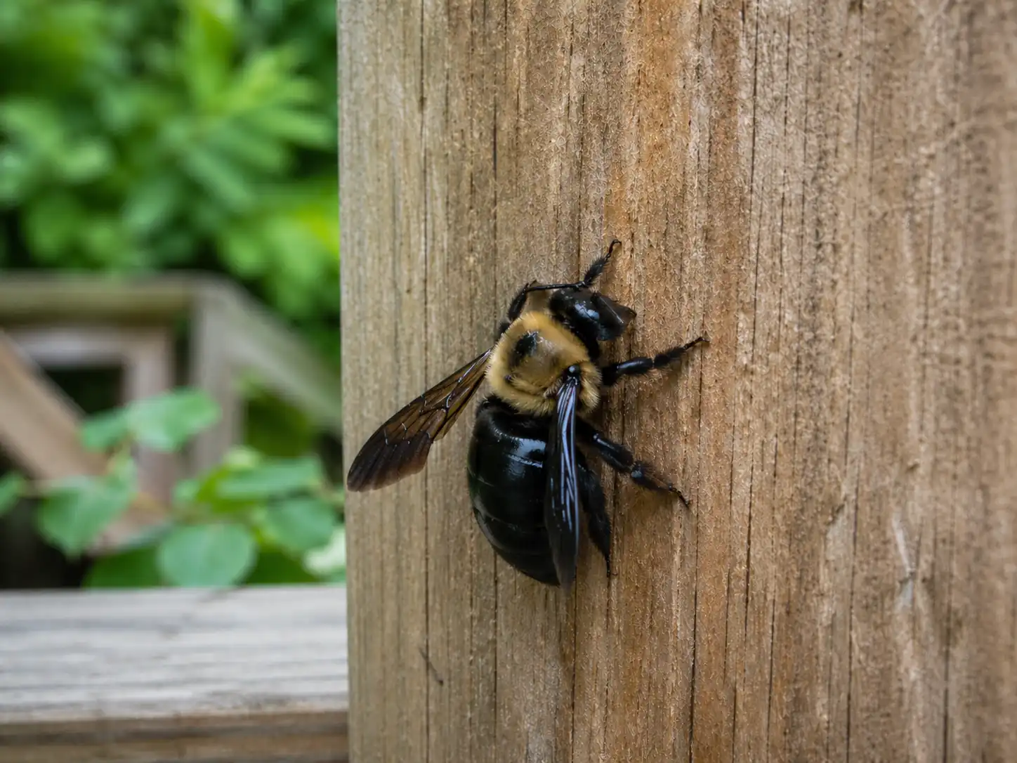 Carpenter bee on a weathered wooden post, showing where carpenter bees drill into exposed wood to create nesting tunnels that can lead to round holes, staining, sawdust, and long-term wood damage.