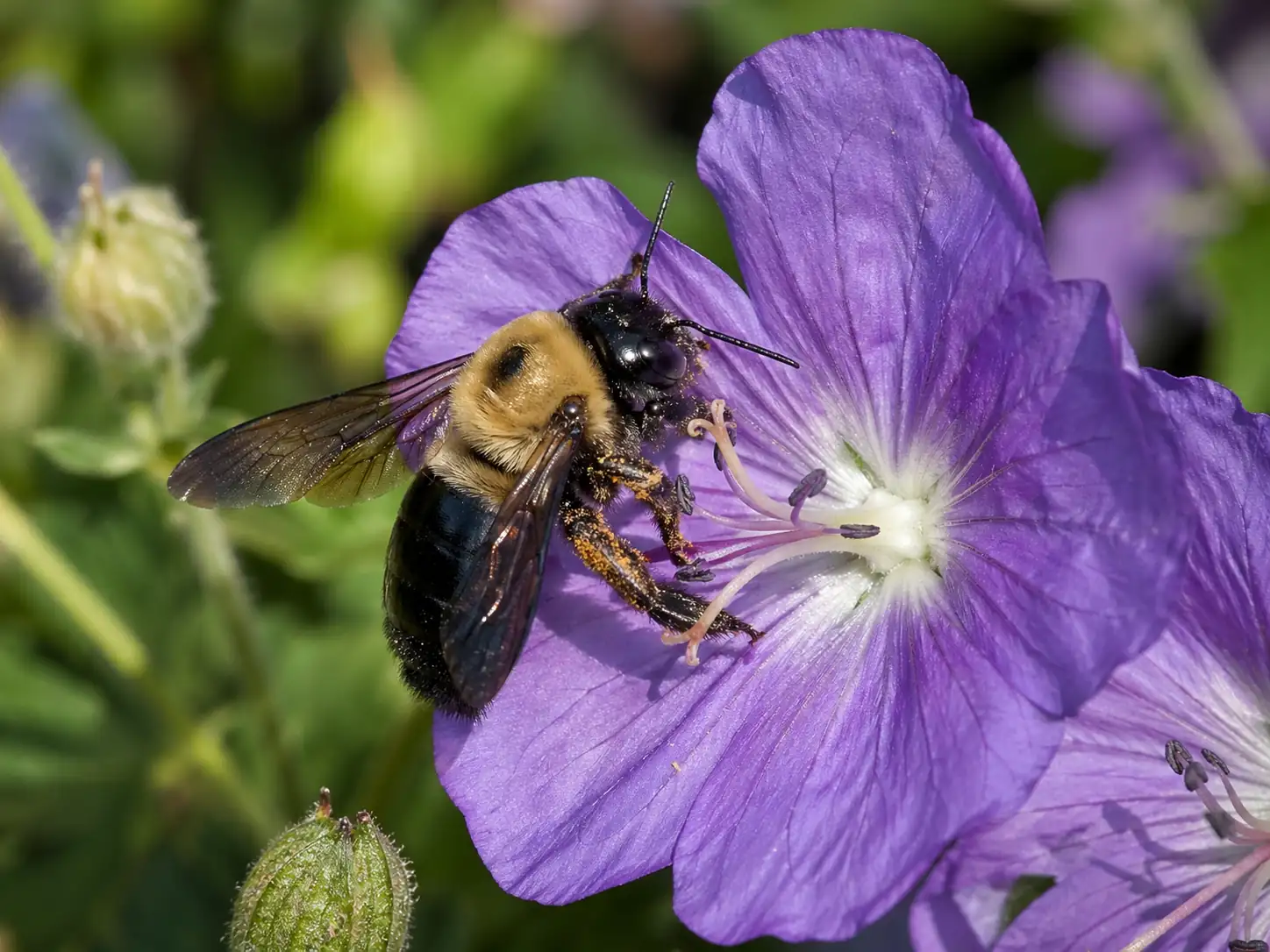 Carpenter bee, a beneficial pollinator, pollinating a flower while collecting nectar and pollen.