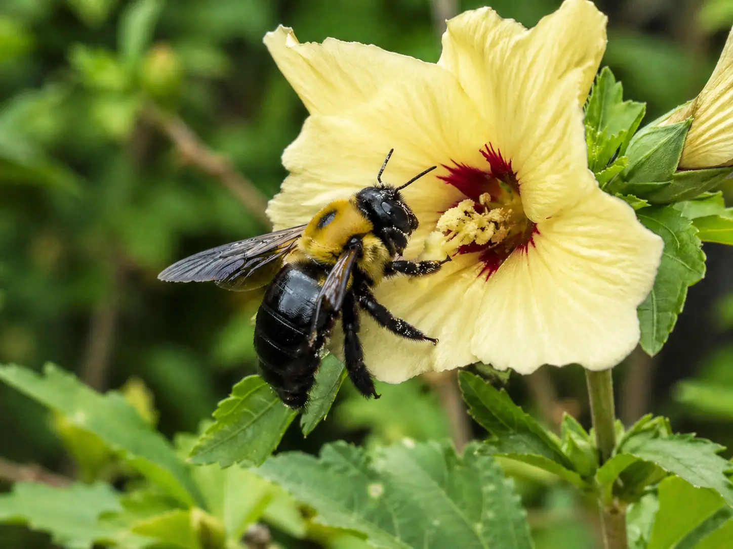 Carpenter bee eating, feeding on nectar and pollen from a yellow flower. Carpenter bees eat pollen and nectar