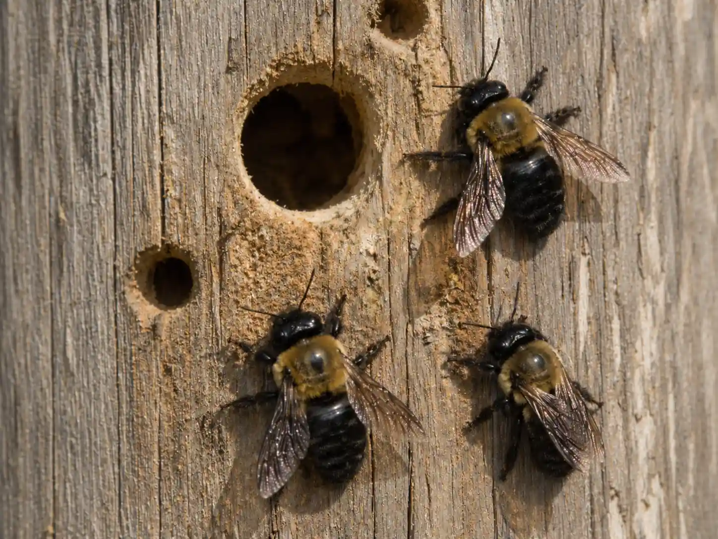 Multiple carpenter bees gather near round nest holes in weathered wood. Shiny black abdomens distinguish carpenter bees around a wood-boring nesting site.