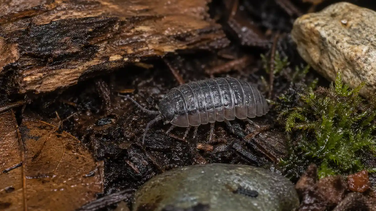 Roly poly pill bug, scientifically known as Armadillidium vulgare, crawling across moist garden soil with moss, leaf litter, stones, and decaying wood in a typical damp habitat.
