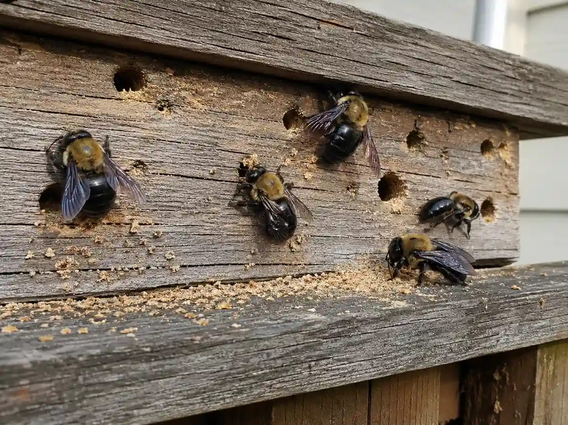 Carpenter bee infestation with multiple bees around round holes in weathered wood. Sawdust and shiny black abdomens show active wood-boring carpenter bee damage.