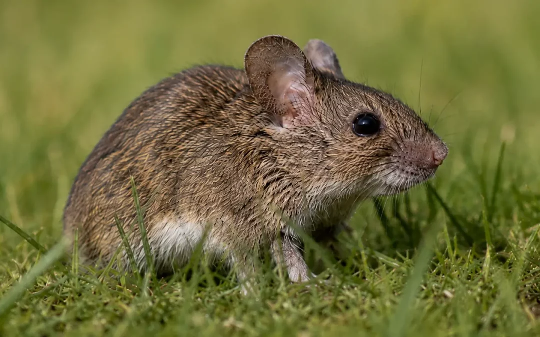 Expert Tips for Mouse & Rat Prevention – Spring 2026