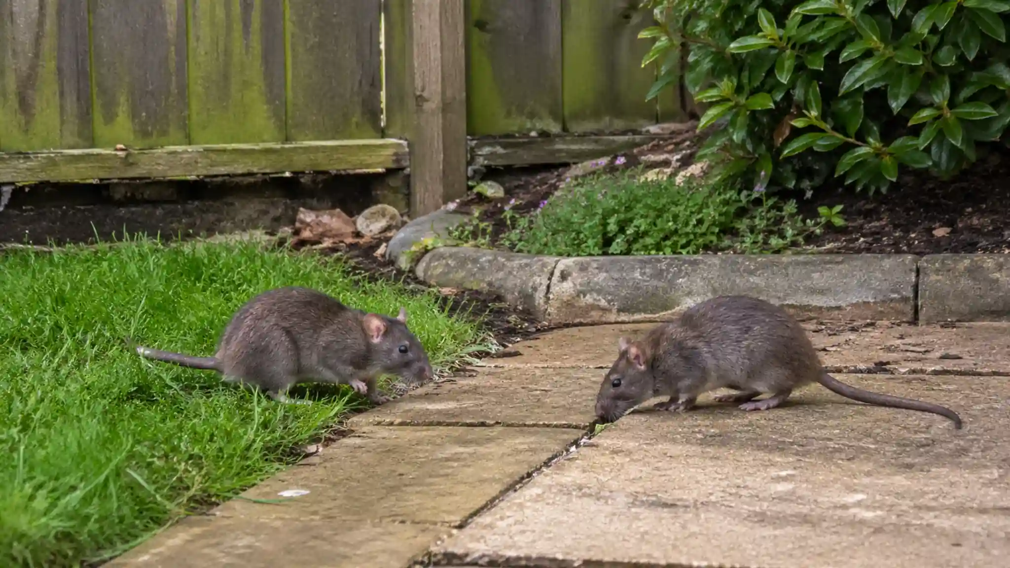 Rats in backyard grass and patio area, showing why homeowners may search how to get rid of rats in backyard spaces and prevent rat holes in backyard soil.