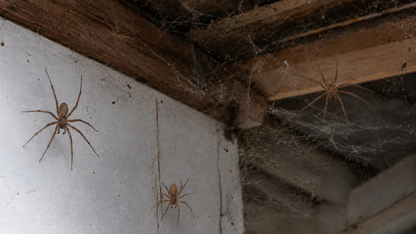 spiders in the house crawling spider webs