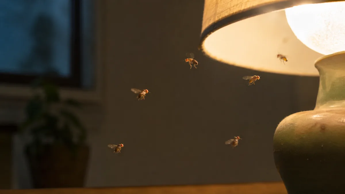 fruit flies flying closer to light, showing how flies and bugs are often attracted to light