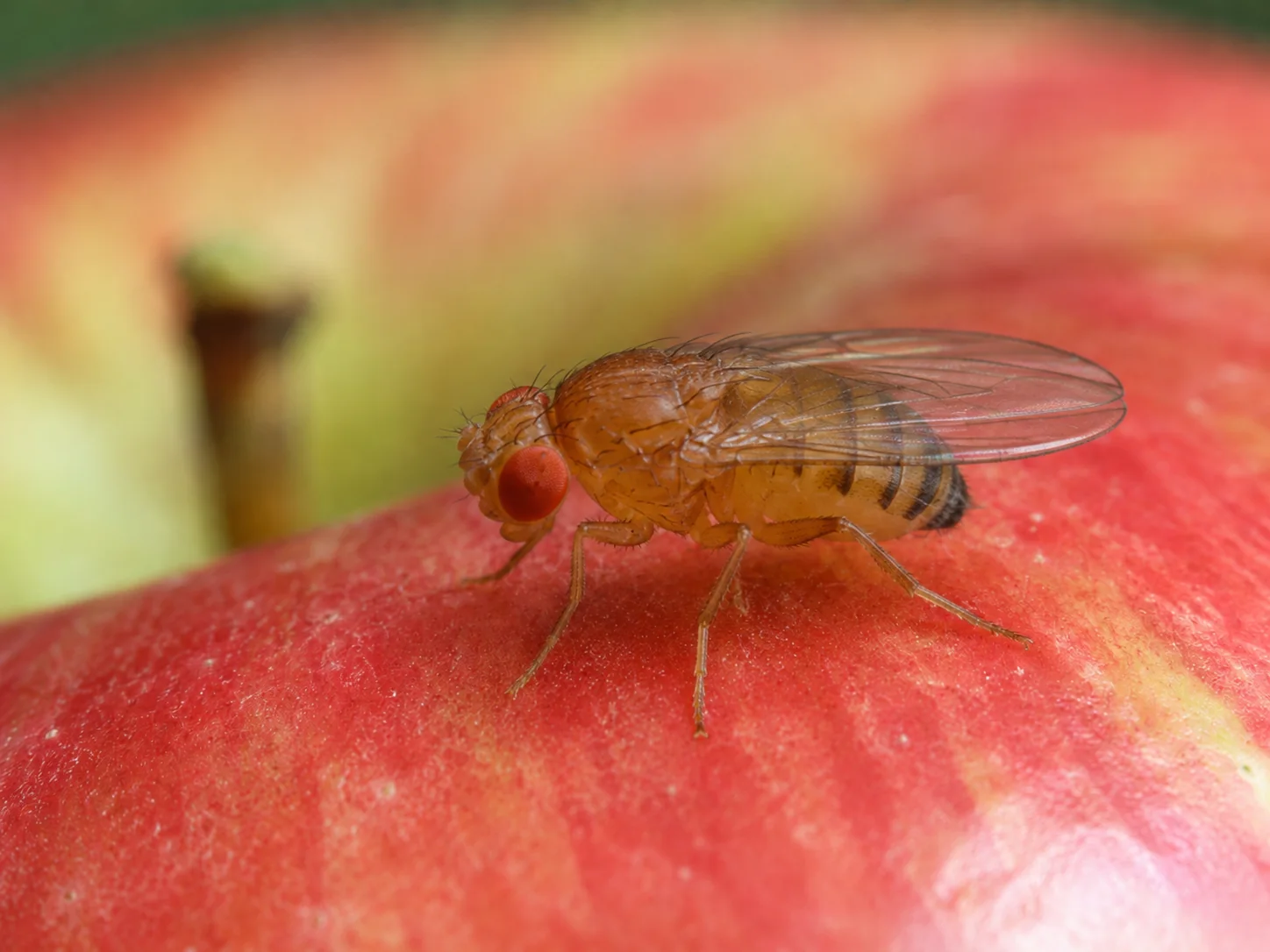 fruit fly eating an apple, fruit flies can be difficult to get rid of