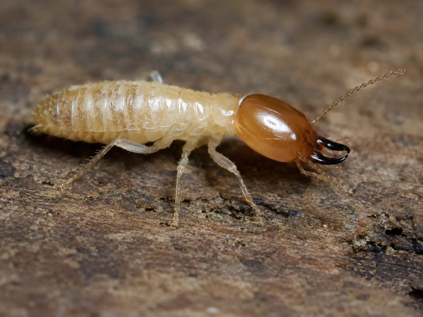 close up image of a termite in Pennsylvania