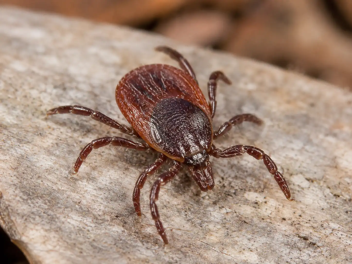 zoomed in image of a tick in Pennsylvania area