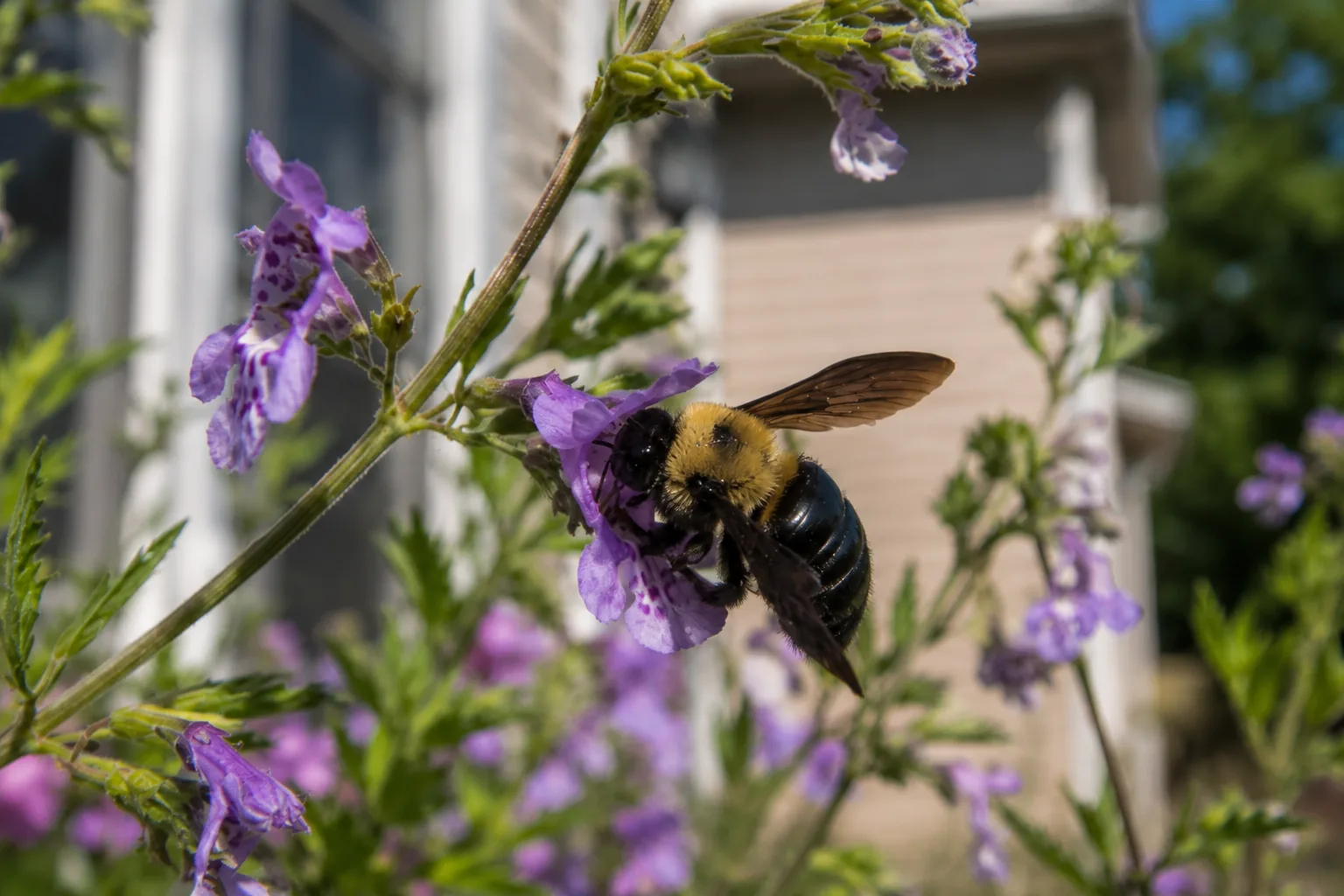 carpenter bee near home, symbolizing bee control