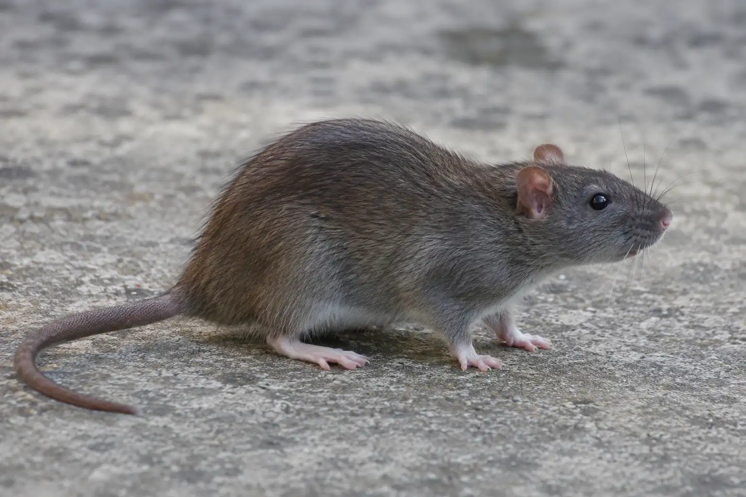 close up image of a rat on pavement in Pennsylvania