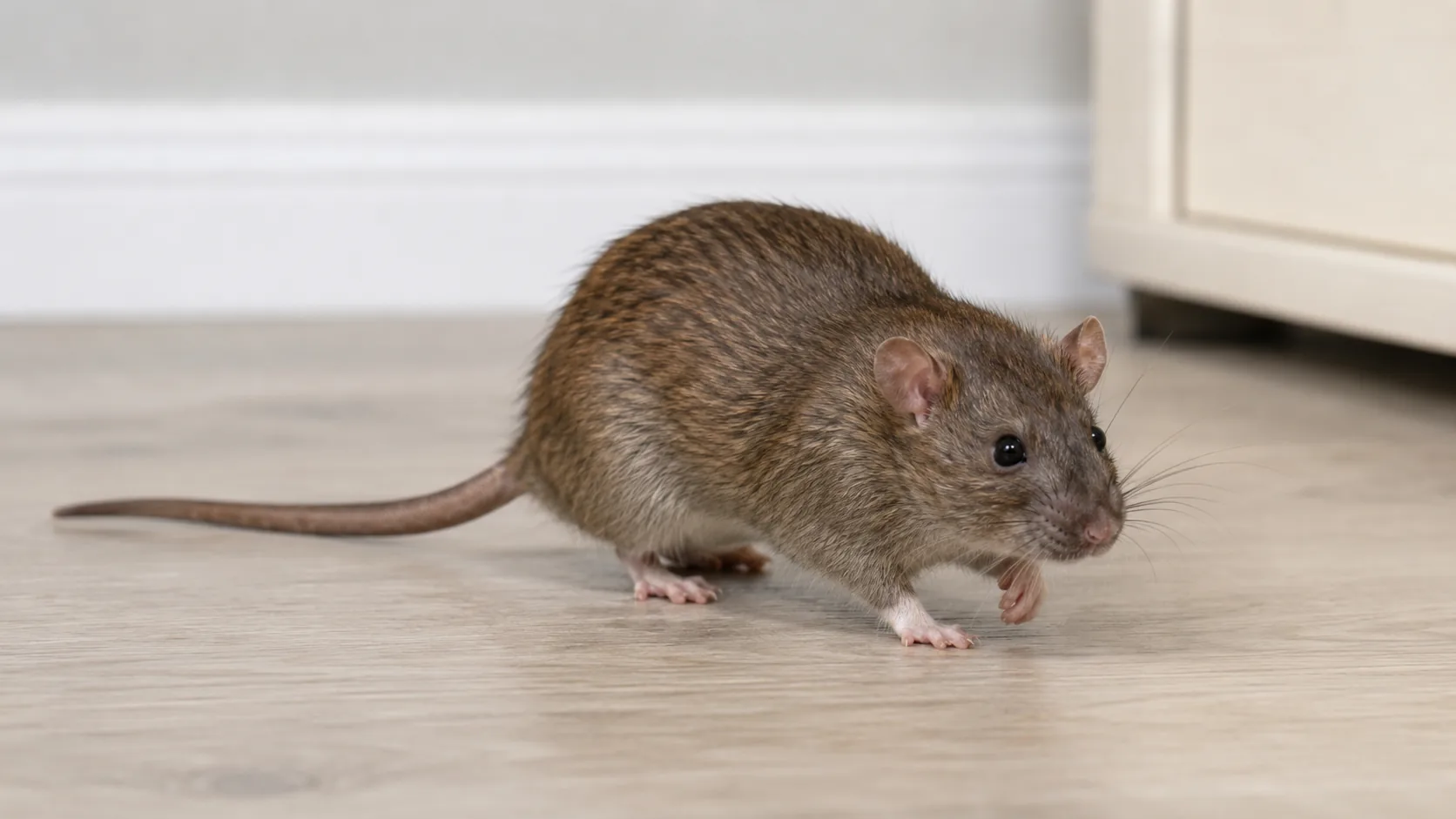 Rat in the house, symbolizing the need for rodent pest control in Newark, Delaware