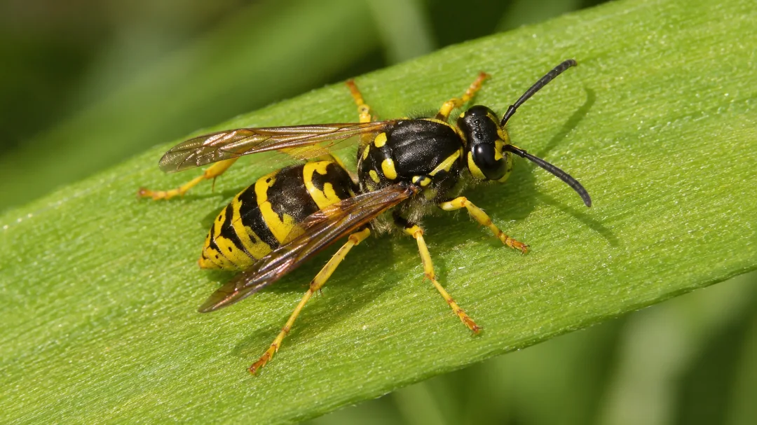 zoomed in image of a wasp in grass, Pennsylvania