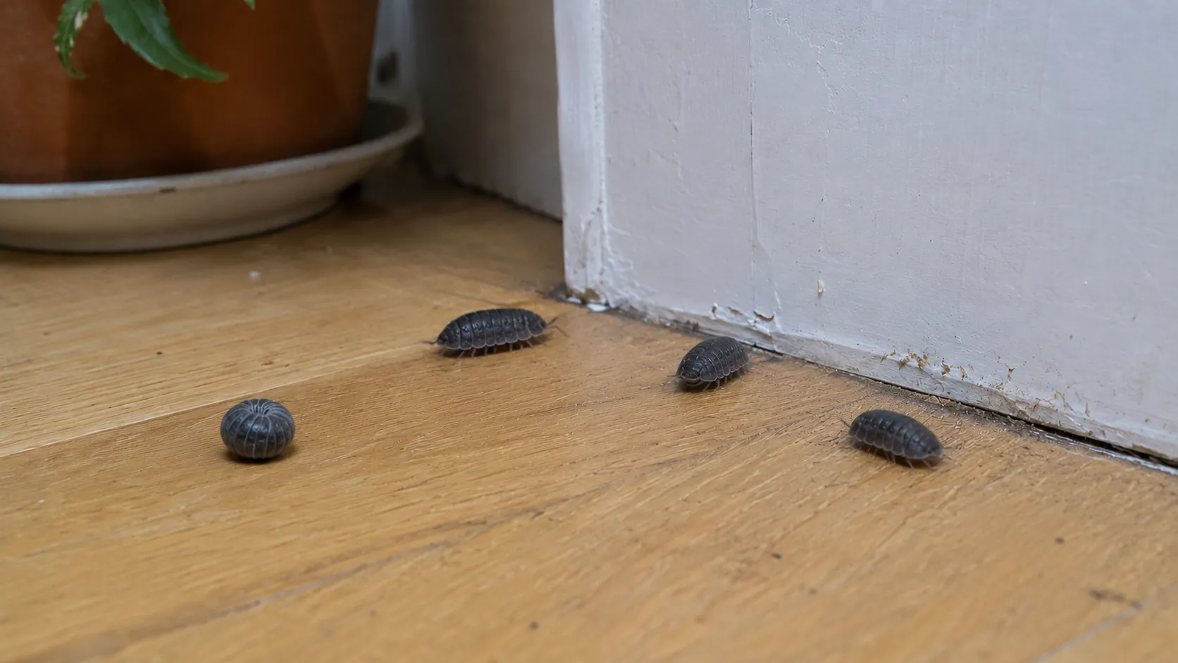 Roly polies, scientifically known as Armadillidium vulgare, crawling in a house near a damp area of the house, appearing indoors due to high humidity