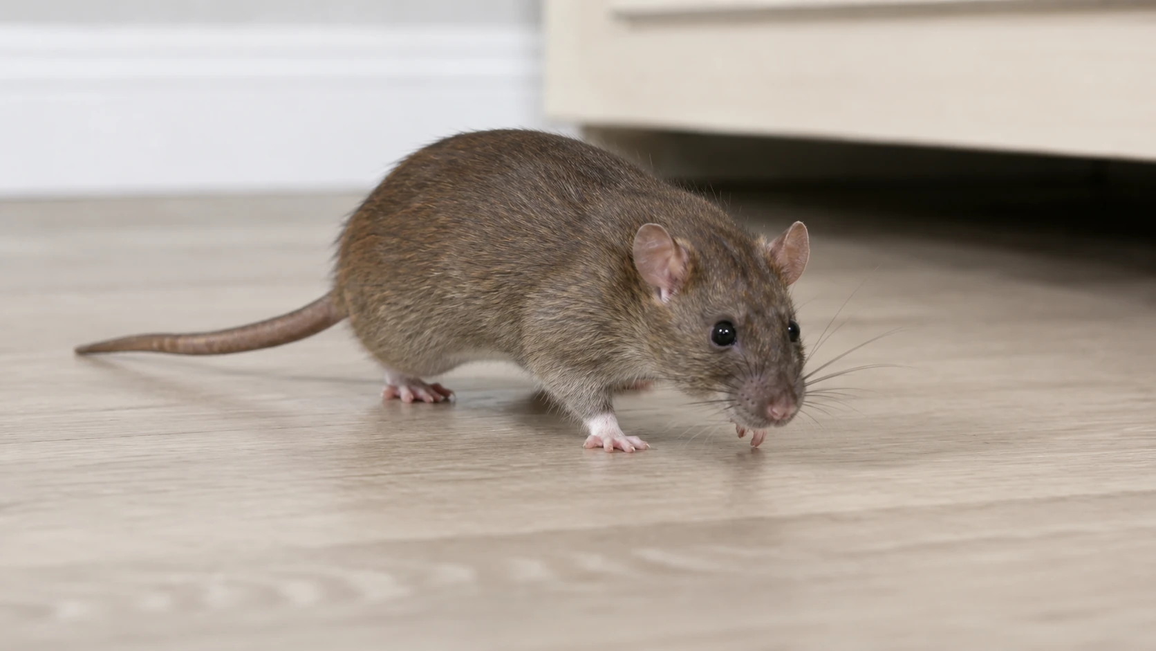 close up image of a rat in the house in Milford, Delaware
