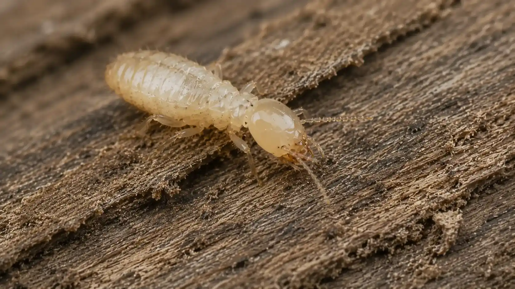 Termite crawling on the ground