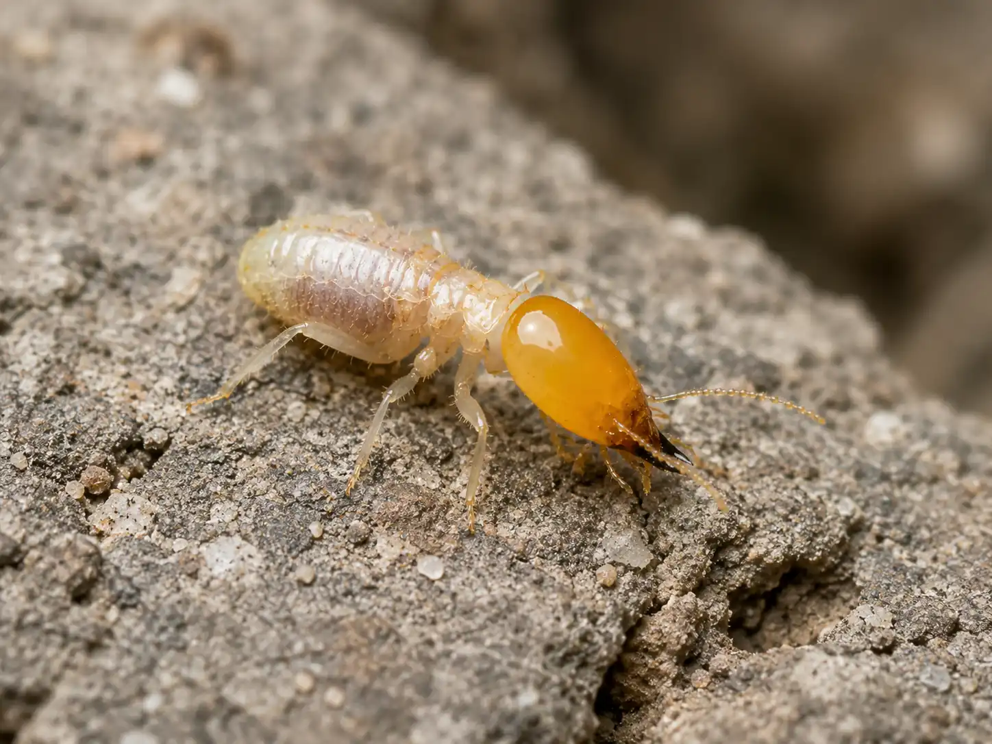 termite close up - get rid of termites in Milford, DE