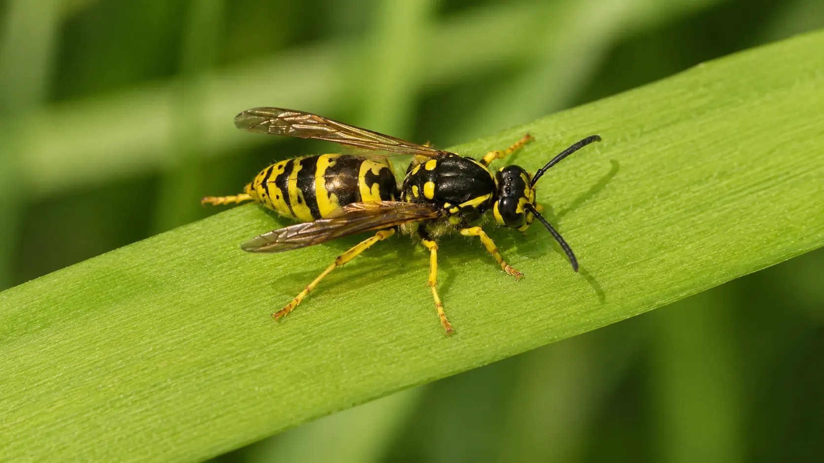 wasp zoomed in, symbolizing the need for pest control in Milford, Delaware