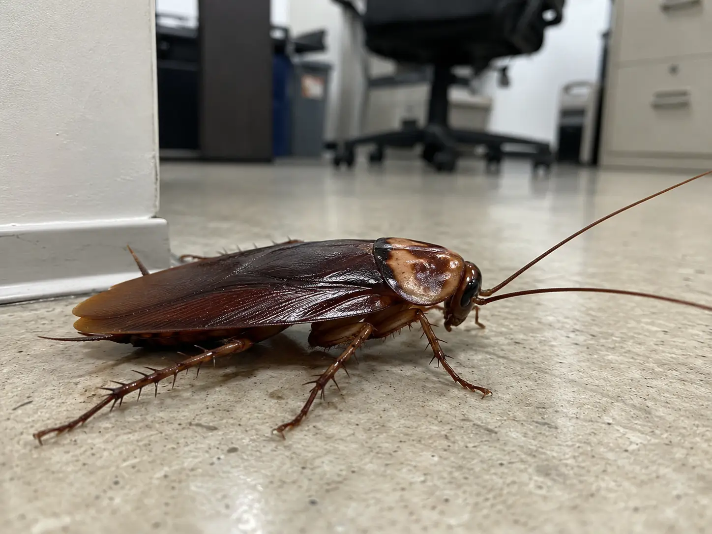 large cockroach in office building on the floor, zoomed in image